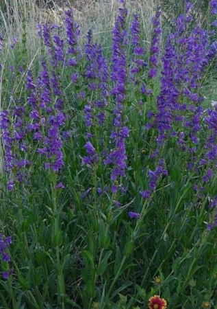 PENSTEMON strictus Bandera